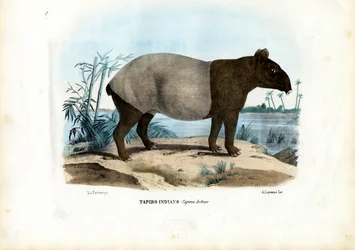 Tapir malais, 1863-79